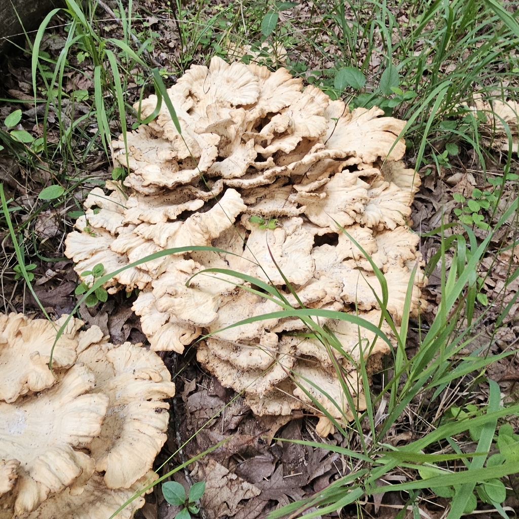 Black-staining Polypore · July 2026 · photo: Photo: no rights reserved · iNaturalist