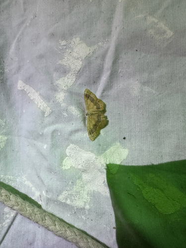 Riband Wave