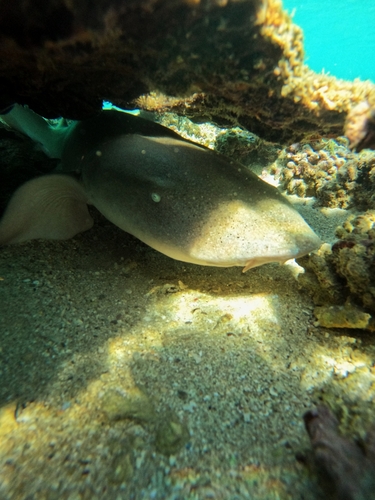 Tawny Nurse Shark