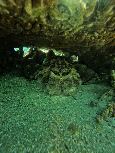 Western Wobbegong