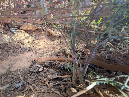 Pygmy Python