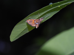 Paracymoriza cataclystalis