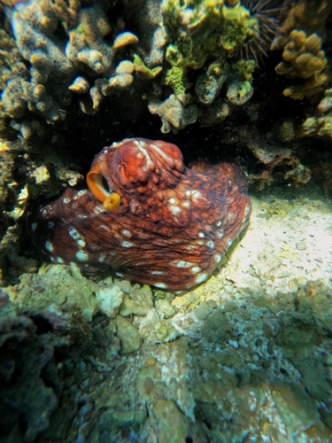 Day Octopus