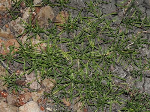 Calotis scapigera, photograph 1