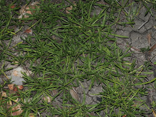 Calotis scapigera, photograph 2
