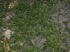 Calotis scapigera, photograph (c) Thomas Mesaglio, some rights reserved (CC BY)