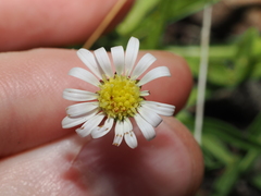 Calotis scapigera, photograph (c) Thomas Mesaglio, some rights reserved (CC BY)