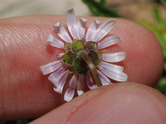 Calotis scapigera, photograph (c) Thomas Mesaglio, some rights reserved (CC BY)