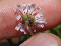 Calotis scapigera, photograph (c) Thomas Mesaglio, some rights reserved (CC BY)