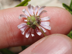 Calotis scapigera, photograph (c) Thomas Mesaglio, some rights reserved (CC BY)