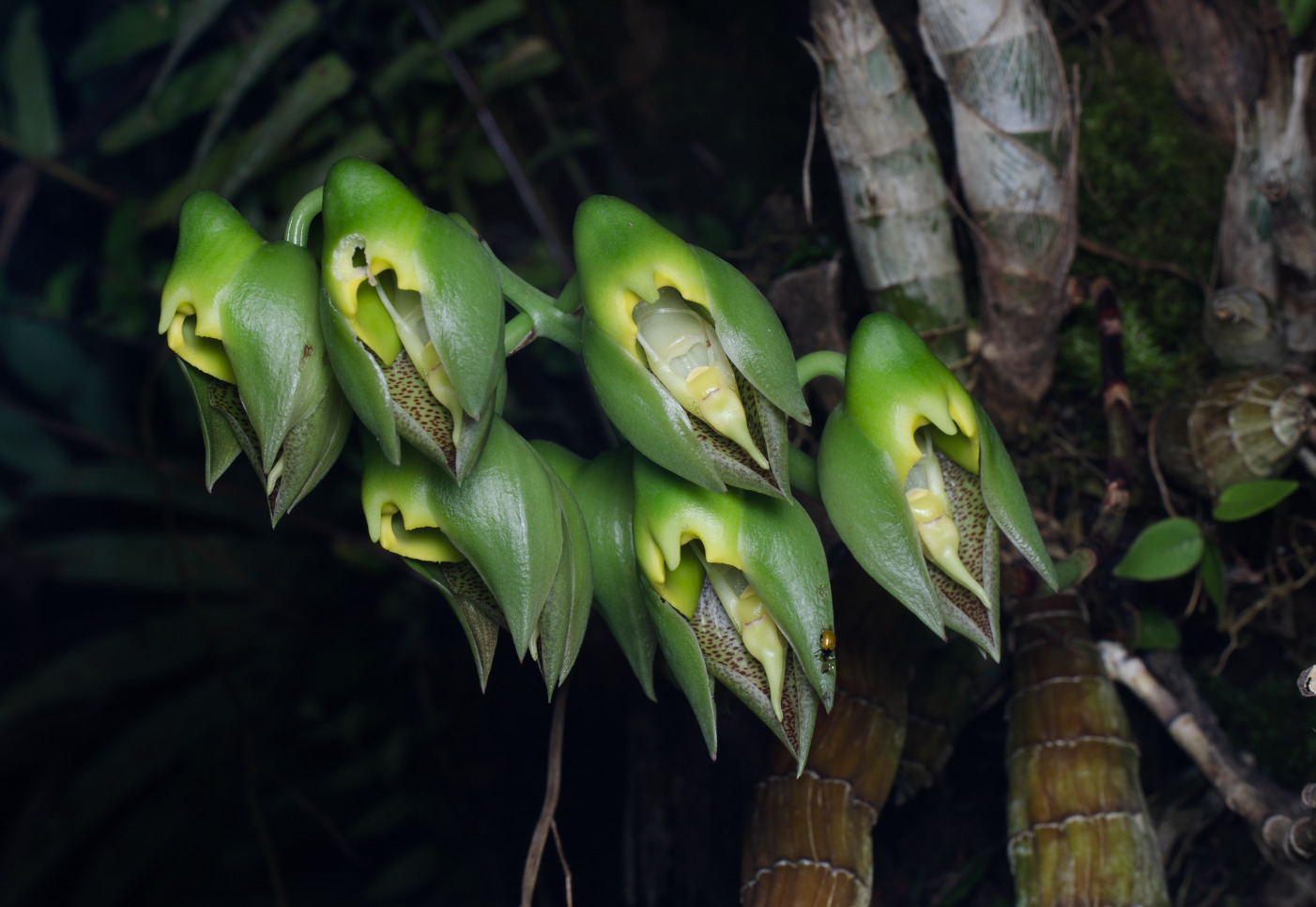Imagem de catasetum