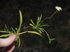 Calotis scapigera