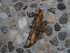 Gymnoscelis tristrigosa