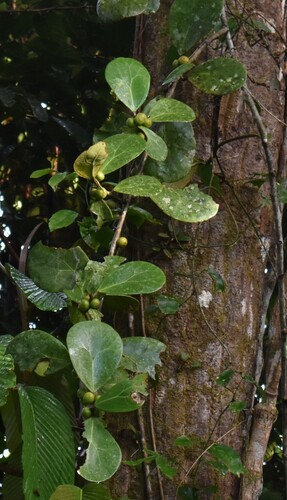 Ficus deltoidea observed 2026-07-02