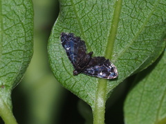 Drosophantis caeruleata