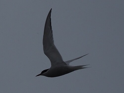 iNaturalist image