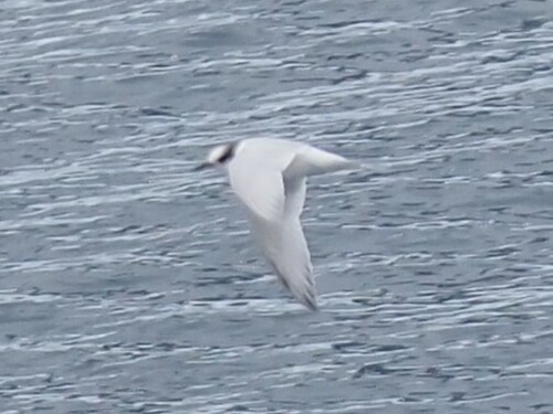 iNaturalist image