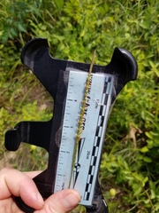 Elionurus tripsacoides