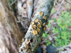Coccomyces triangularis