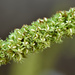 Rumex - Photo (c) Cheng-Tao Lin, some rights reserved (CC BY), uploaded by Cheng-Tao Lin