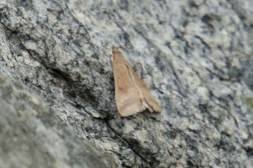 iNaturalist observation photo of Crambid Snout Moths