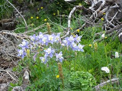 Aquilegia coerulea coerulea