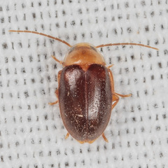 Sacodes pulchella