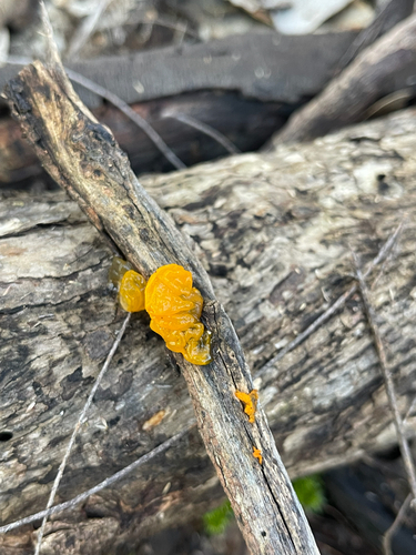 witch's butter
