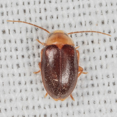 Sacodes pulchella
