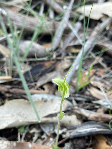 dwarf greenhood