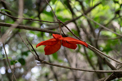 Sterculia lanceolata, photograph author not stated, no rights reserved