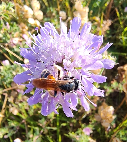 Large Scabious Mining Bee, Voerendaal, NL-LI, NL, photo 9 of 10