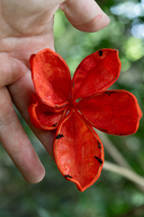 Sterculia lanceolata, photograph author not stated, no rights reserved