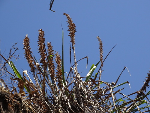 Pitcairnia imbricata, photograph 3