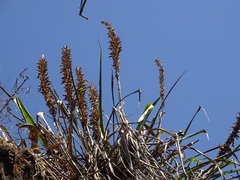 Pitcairnia imbricata, photograph (c) Alexis López Hernández, some rights reserved (CC BY)