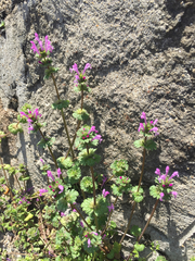 Lamium amplexicaule