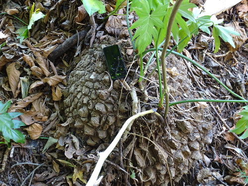 Dioscorea mexicana, photograph 6