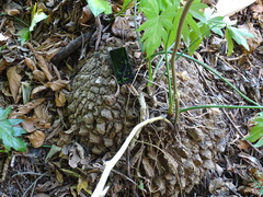 Dioscorea mexicana, photograph (c) Alexis López Hernández, some rights reserved (CC BY)