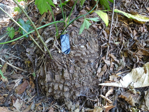 Dioscorea mexicana, photograph 5
