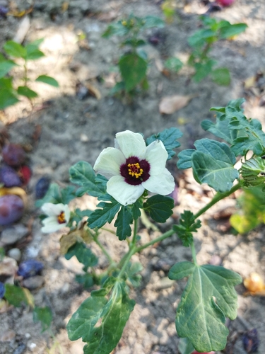 flower-of-an-hour