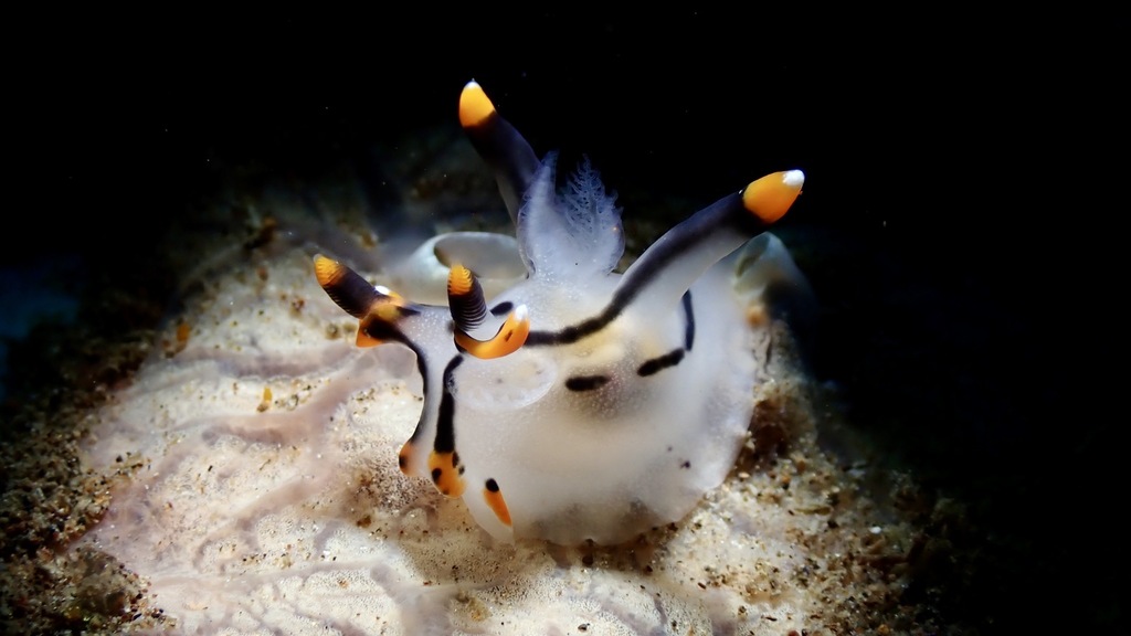 Thecacera picta