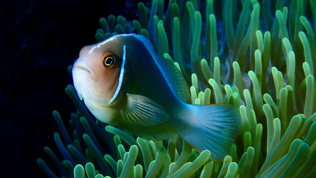 Clown fish