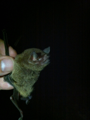 Pteronotus parnellii