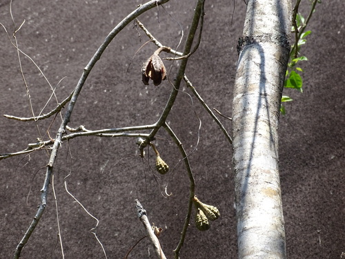 Cedrela salvadorensis, photograph 2