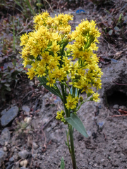 Solidago lepida salebrosa