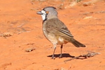 Crested Bellbird (Oreoica gutturalis), photo 4