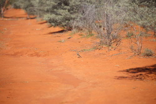 Crested Bellbird (Oreoica gutturalis), photo 5