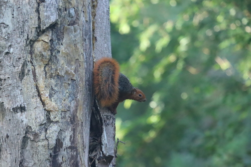 Red Bush Squirrel (Paraxerus palliatus)
