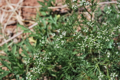 Ammoselinum popei