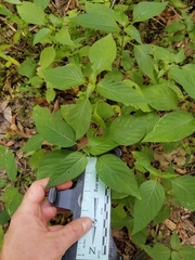 Dicliptera brachiata